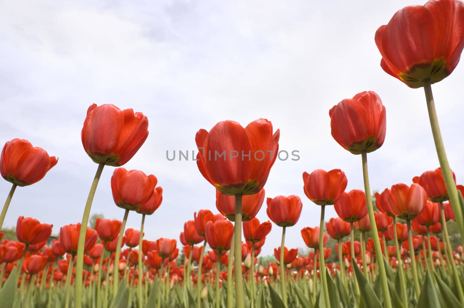spring concept,focus point on center of photo
