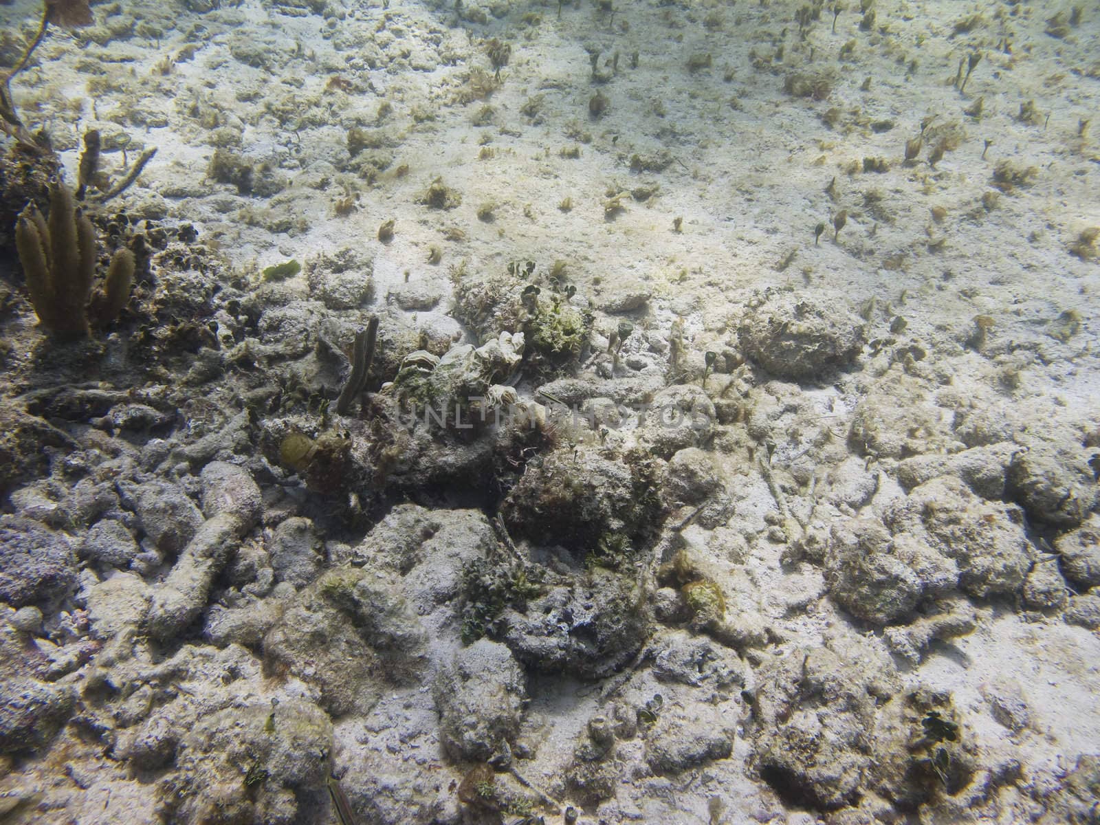 Ocean floor of a coral reef