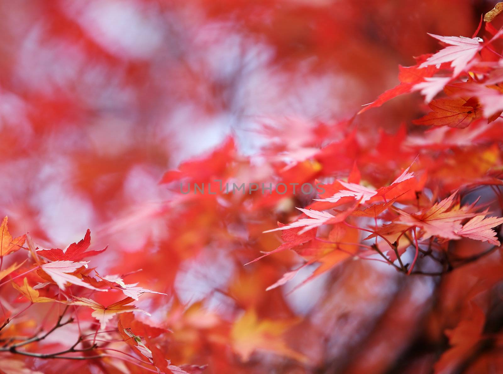 japanese maple autumn leafs background with shallow focus