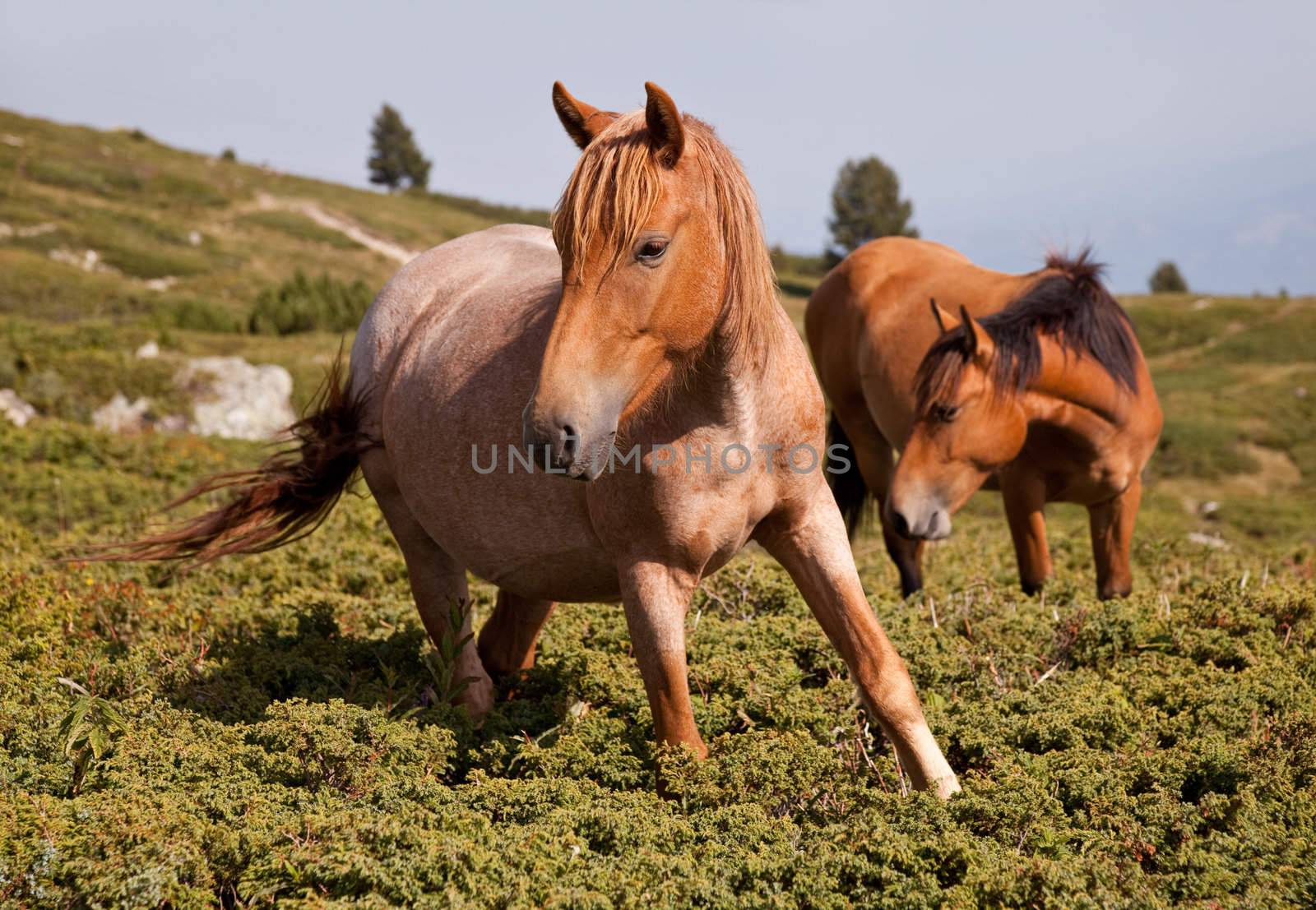 two brown horses in the mountains, one is looking at camera