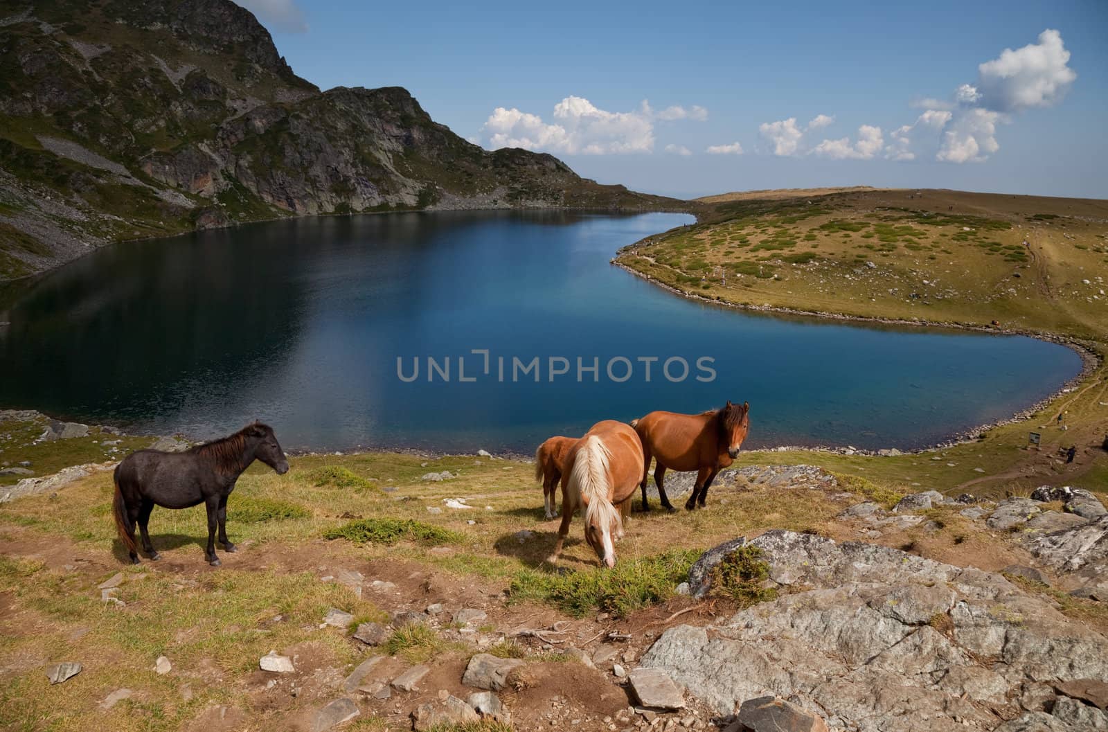 horses are grasping by one of the seven Rila mountains lake, called �the kidney�