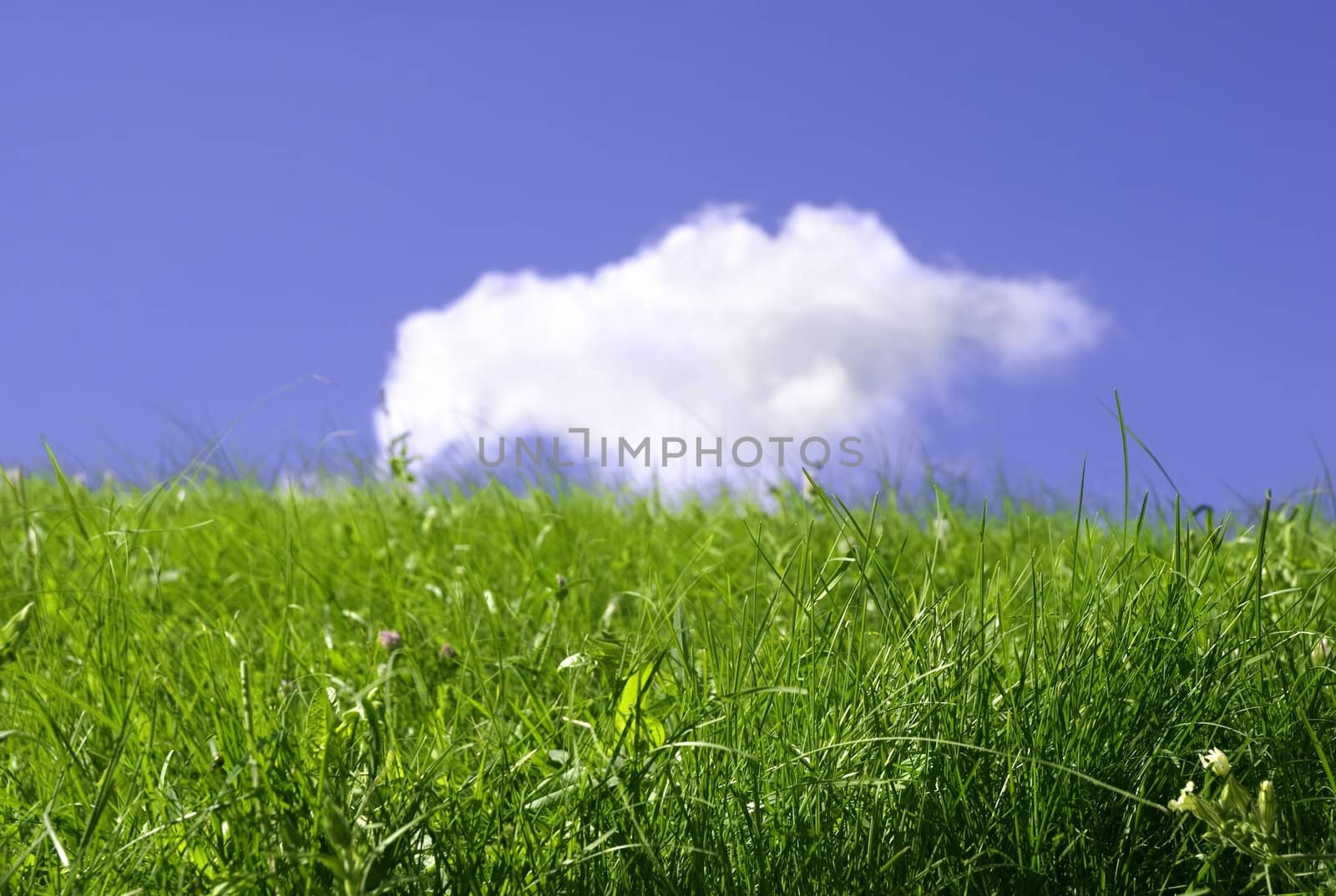 fresh meadow, focus point on nearest grass