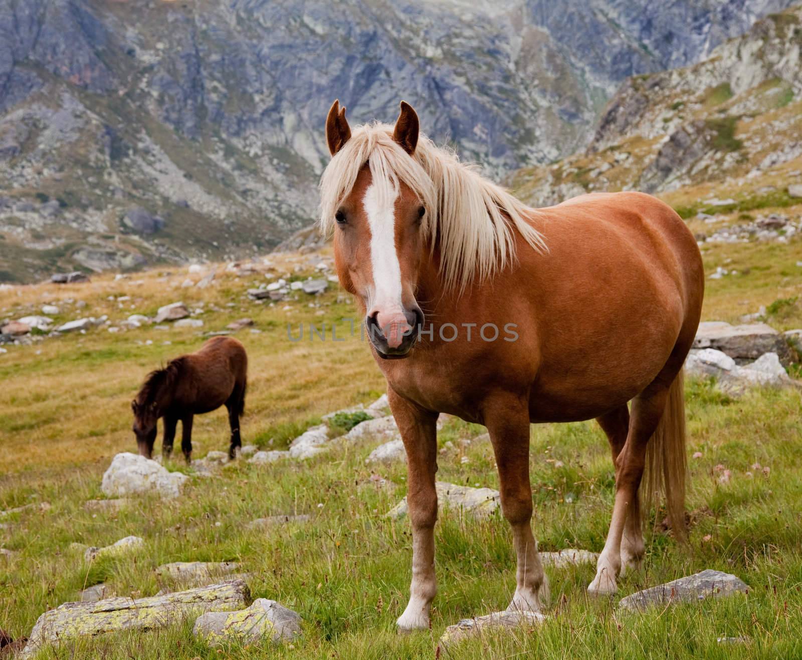 brown horse is looking at camera in the mountains