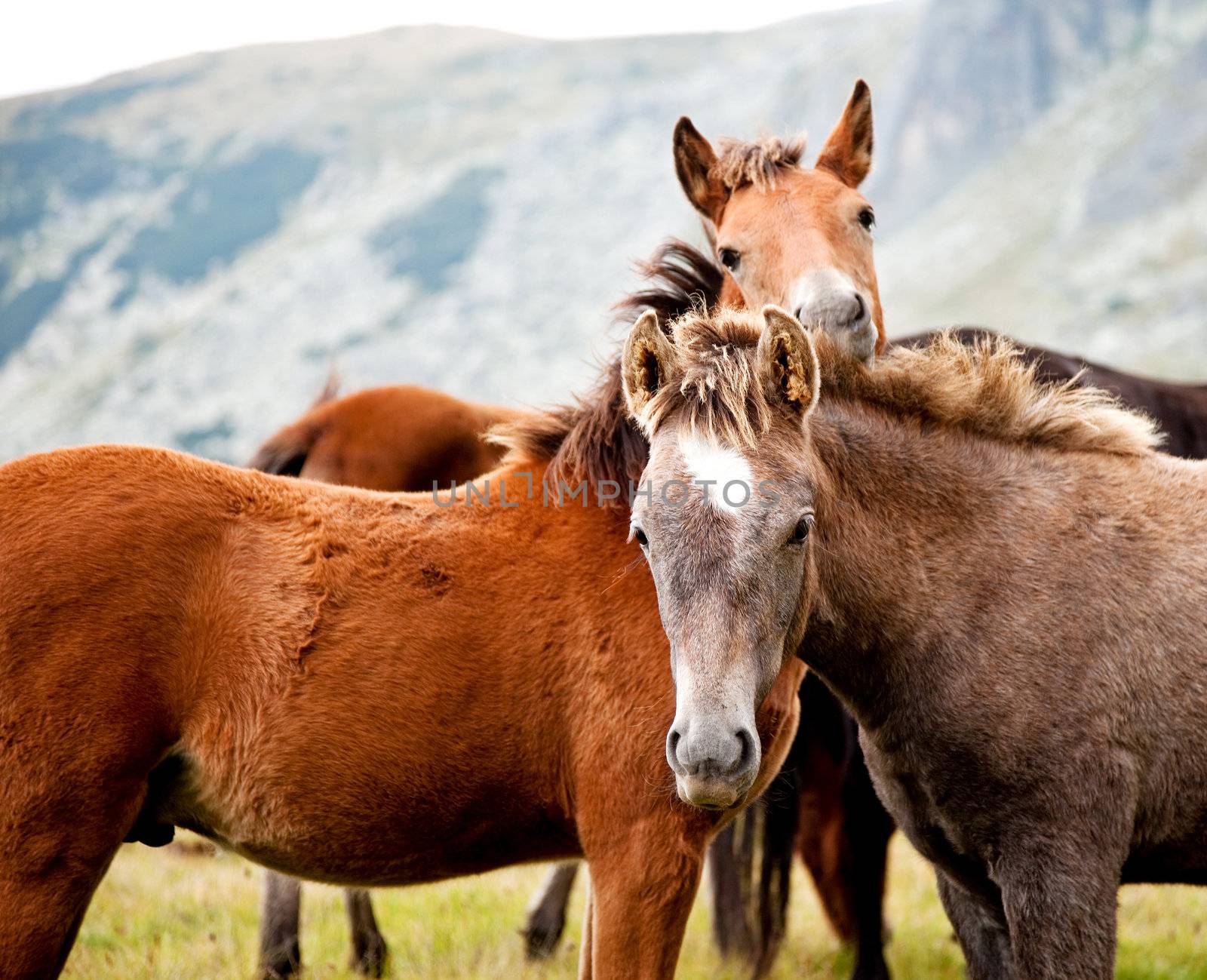 two young horses looking at camera in the mountains