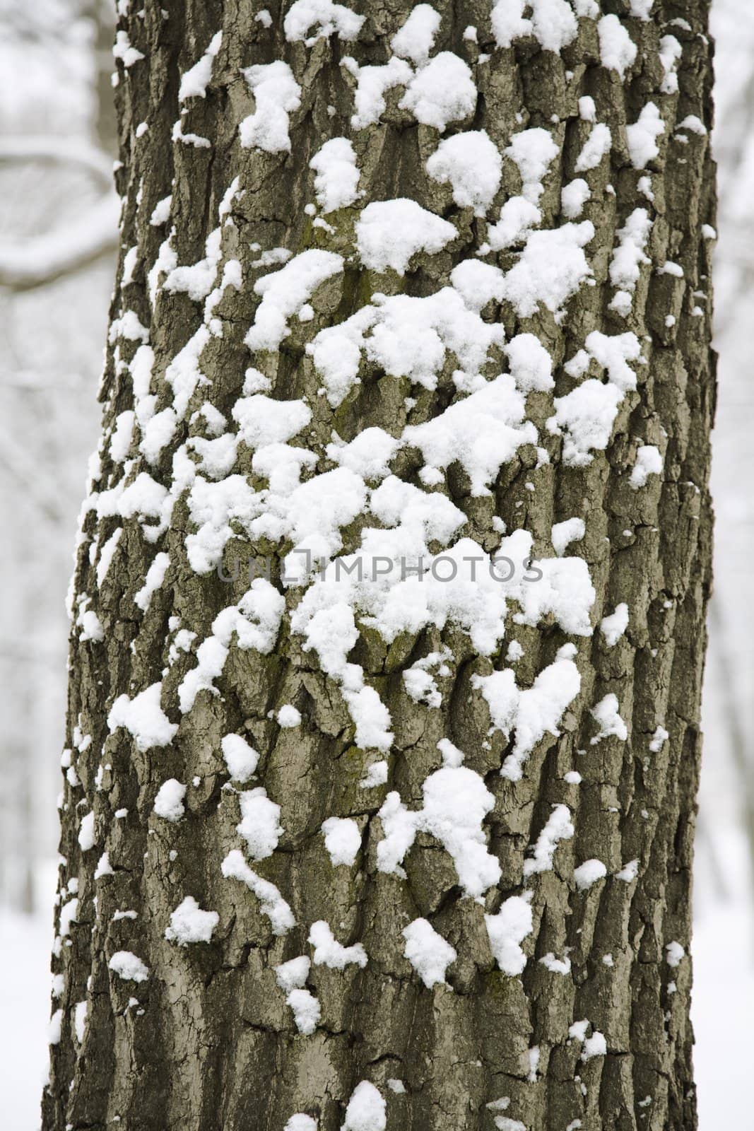 close-up,special toned, focus point on center of photo