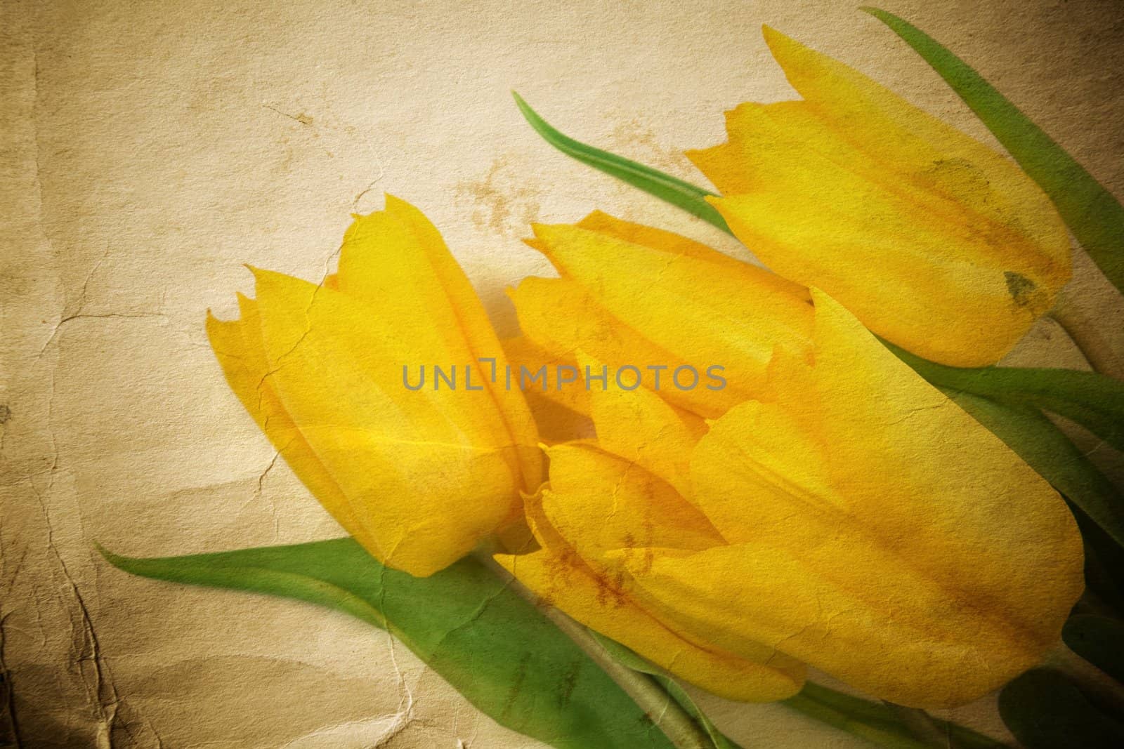 isolated on white background, focus point on center, special textured