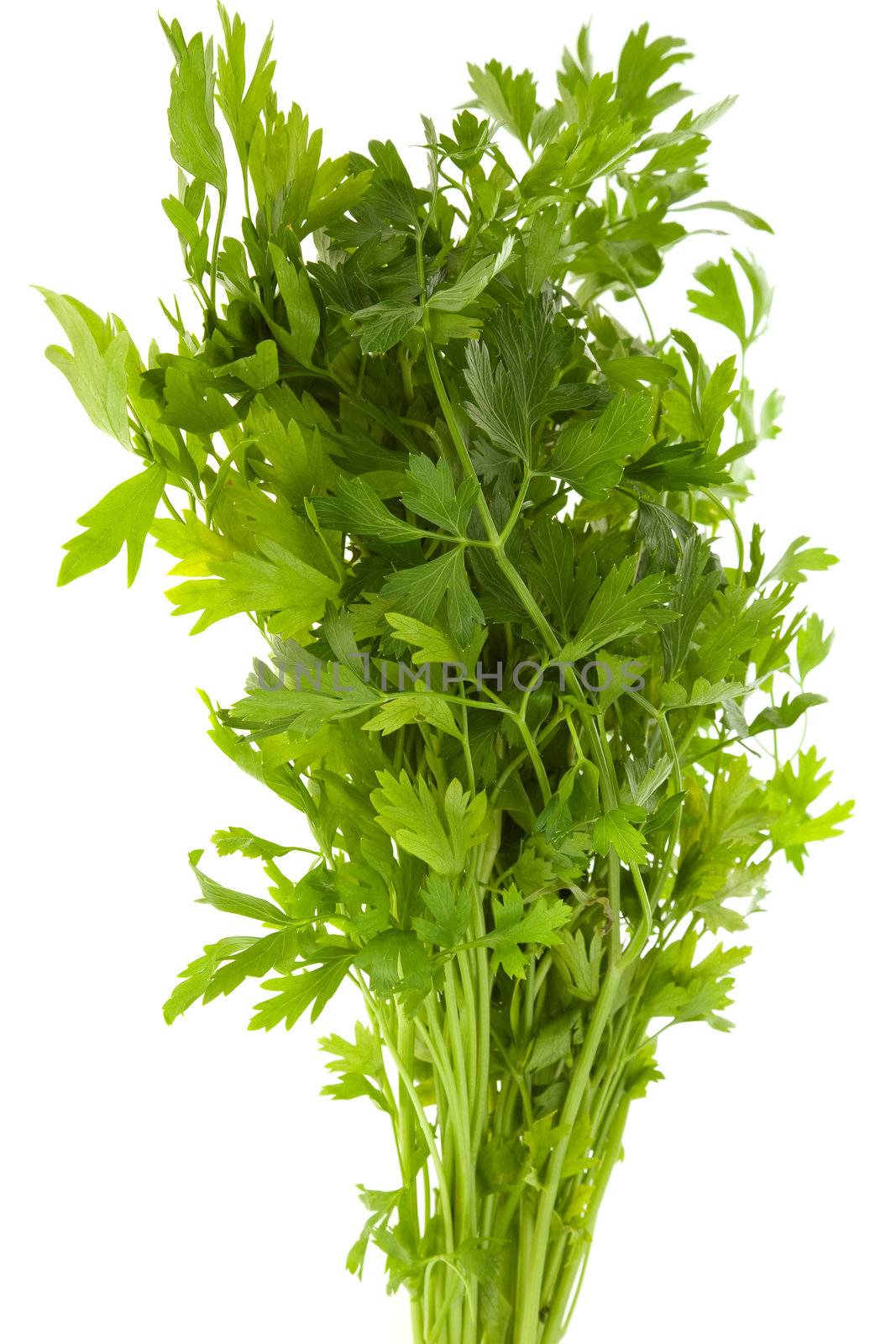 bunch of parsley by vilevi