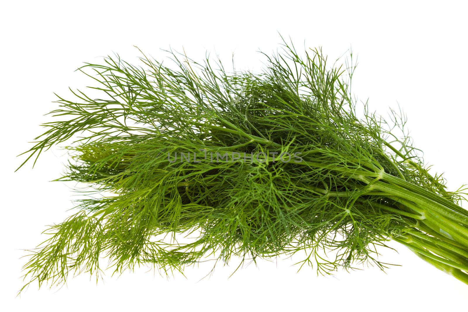 bunch of fresh fennel, isolated on white background