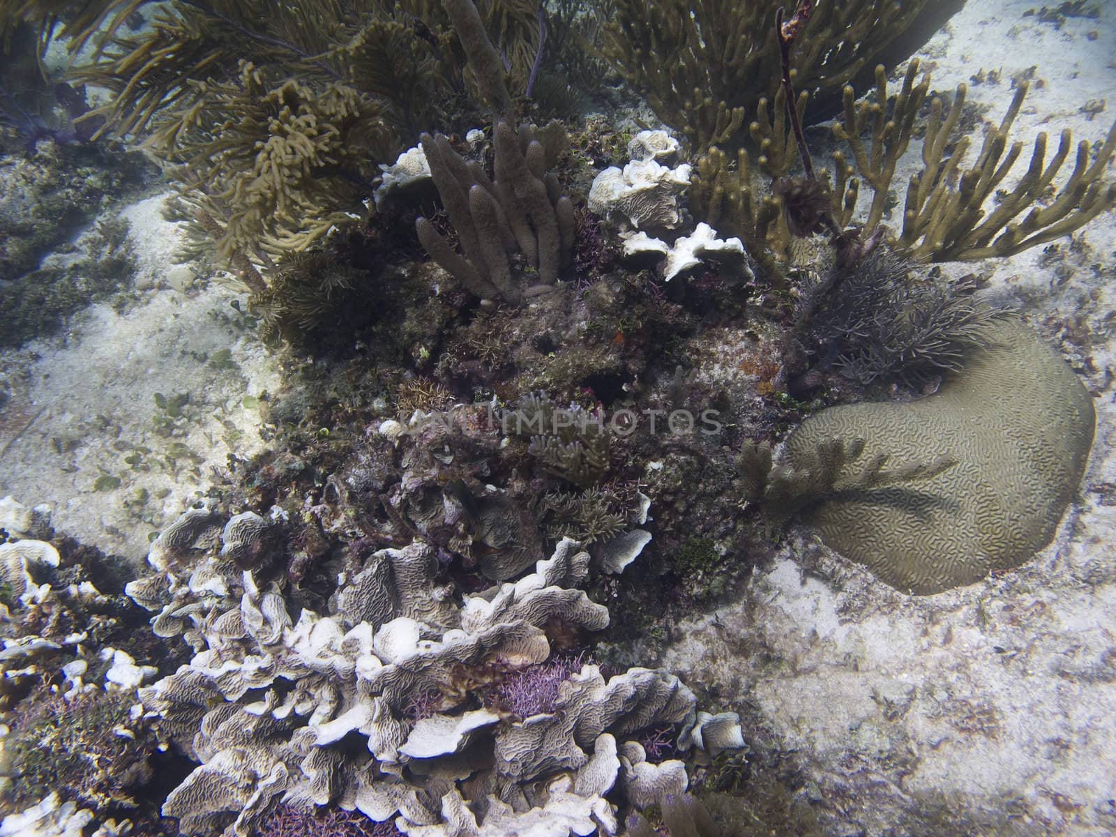 Coral reef at the bottom of the sea