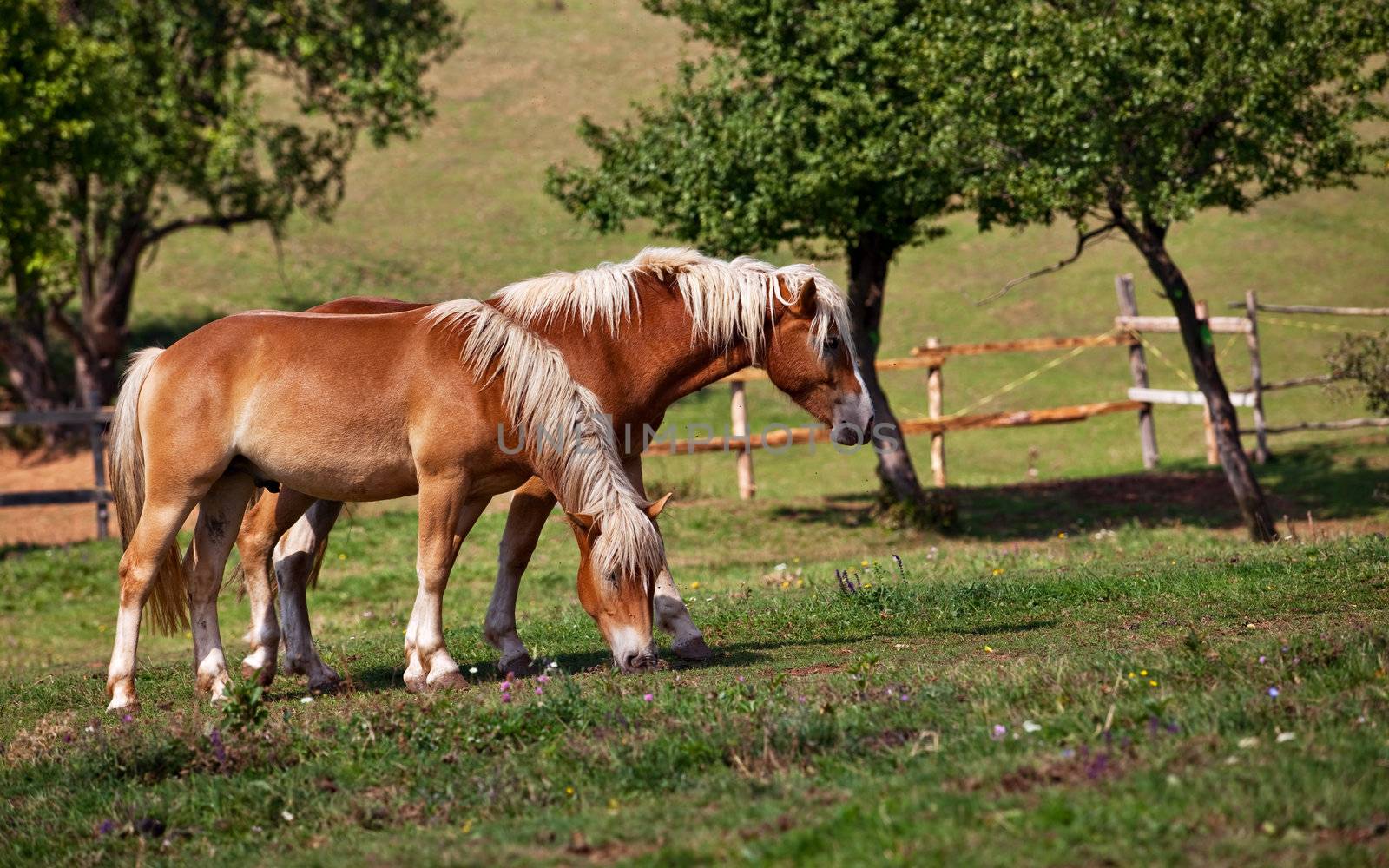 two brown horses by vilevi