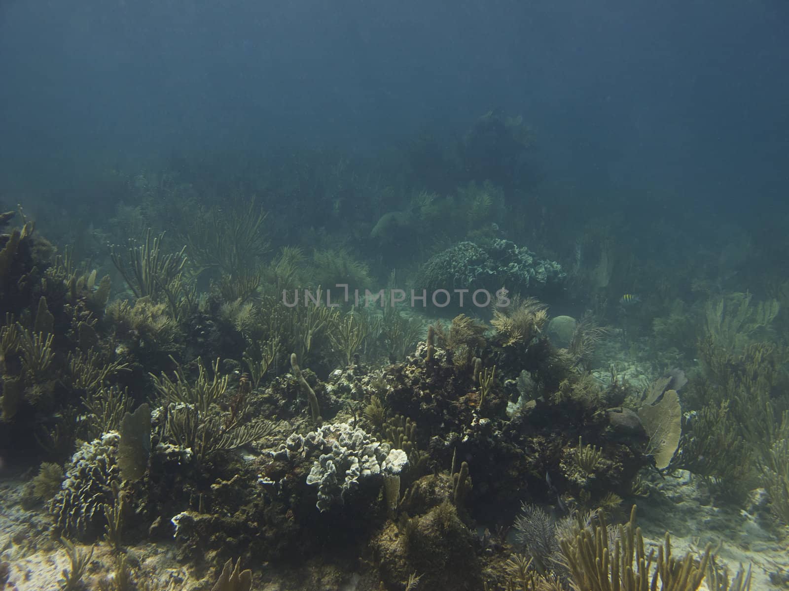Coral reef at the bottom of the ocean