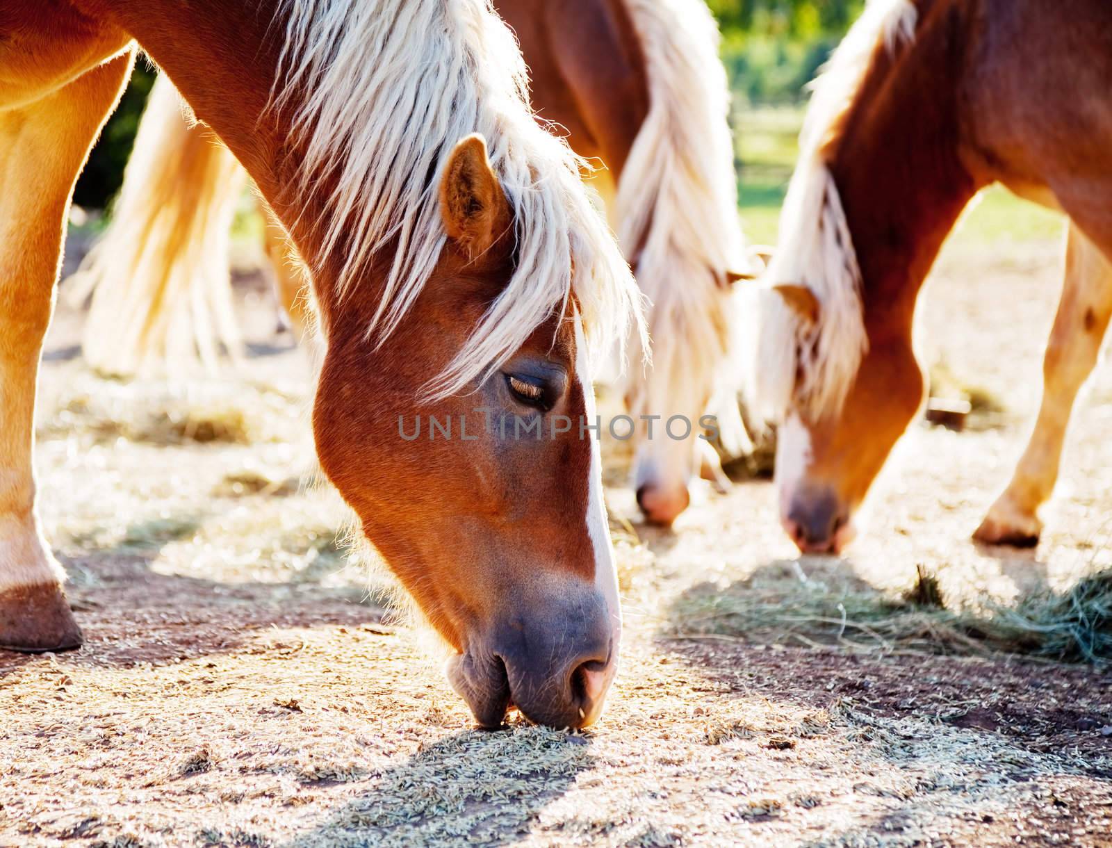 close-up of three horses grazing oats on a sunny evening