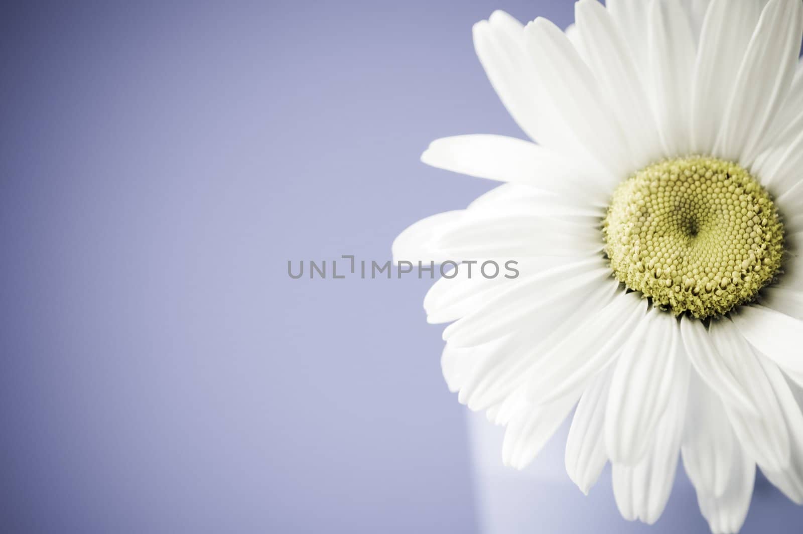 special toned photo f/x with vignetting, focus point on yellow part