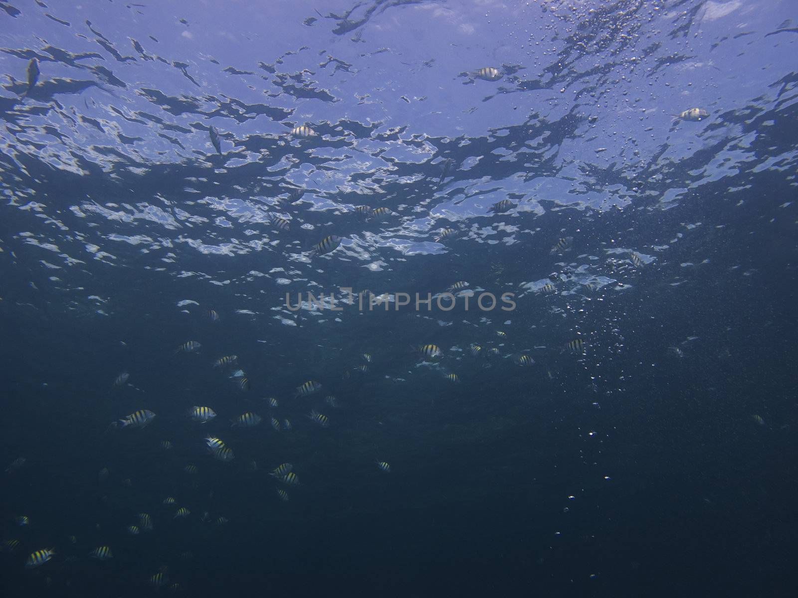 School of sergeant major swimming near the surface