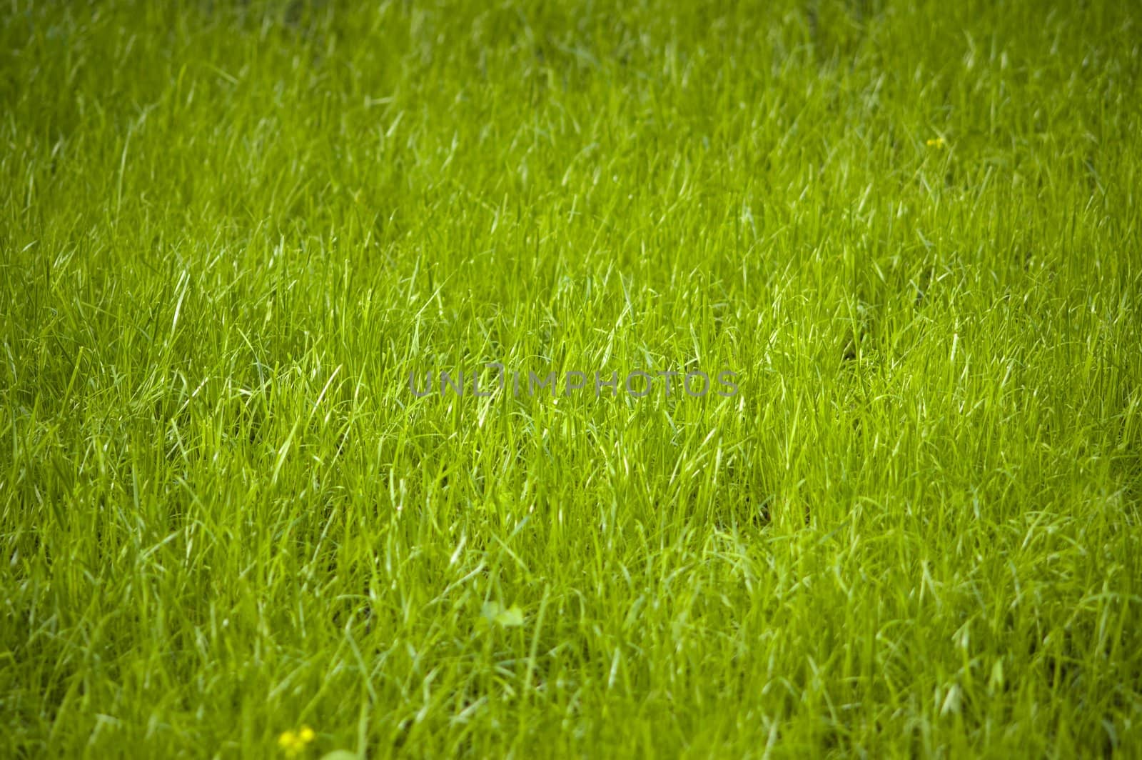 focus point on center of photo