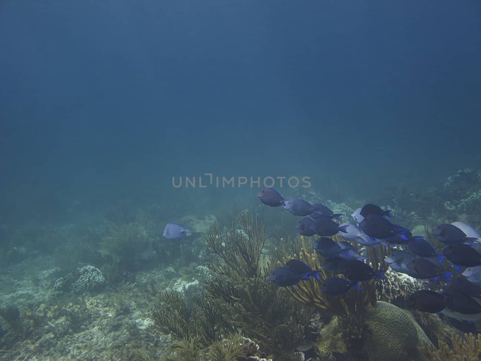 School of  Blue Tang fish swimming in a coral reef