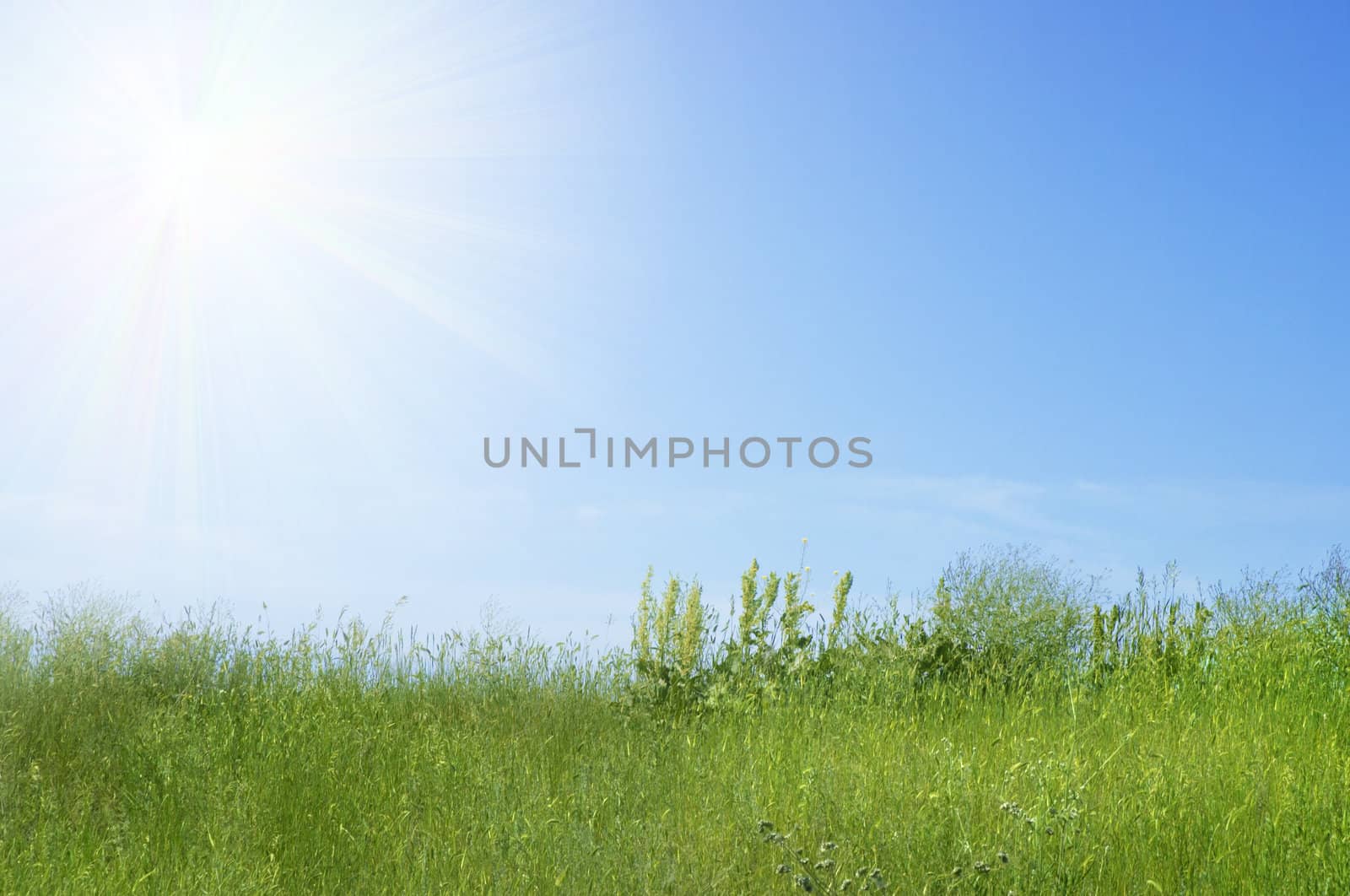 green field special toned and sun light photo f/x

