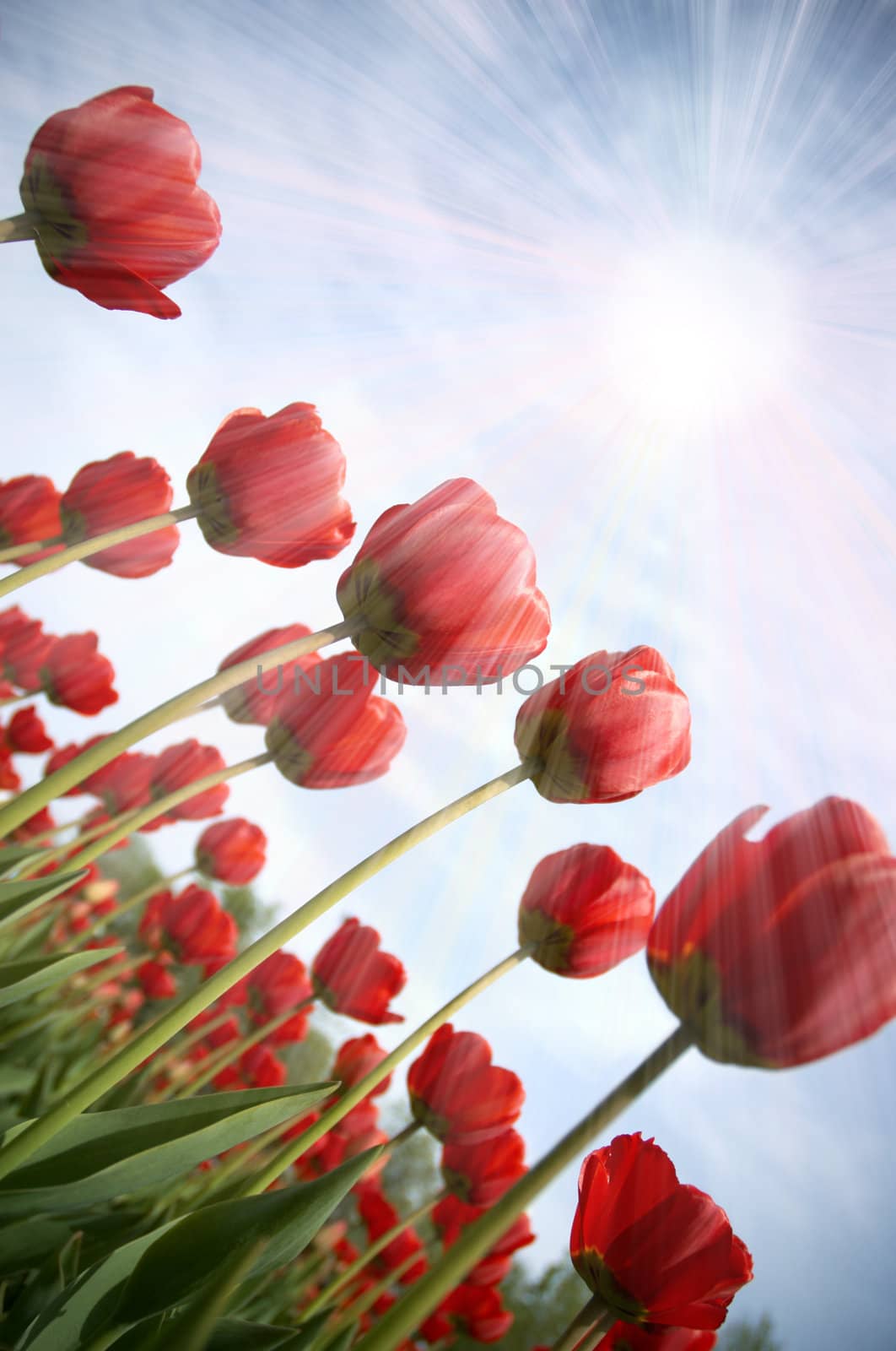 spring tulips by Kuzma