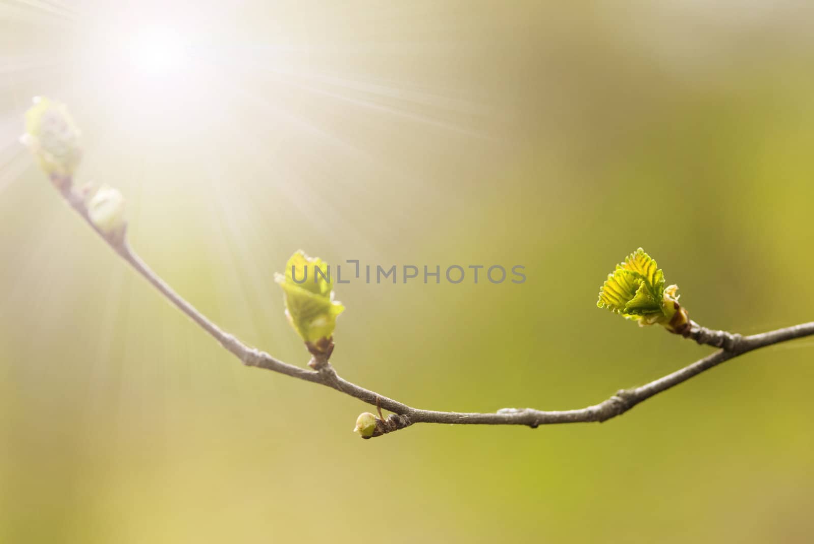 spring concept, special toned and light photo f/x