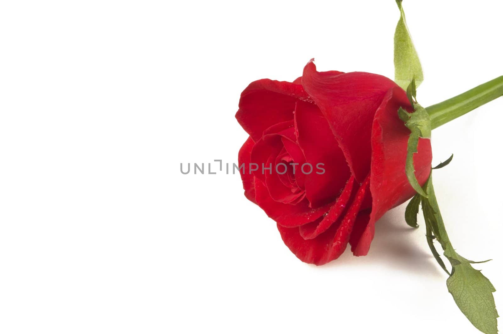 isolated on white background, focus point on center of flower