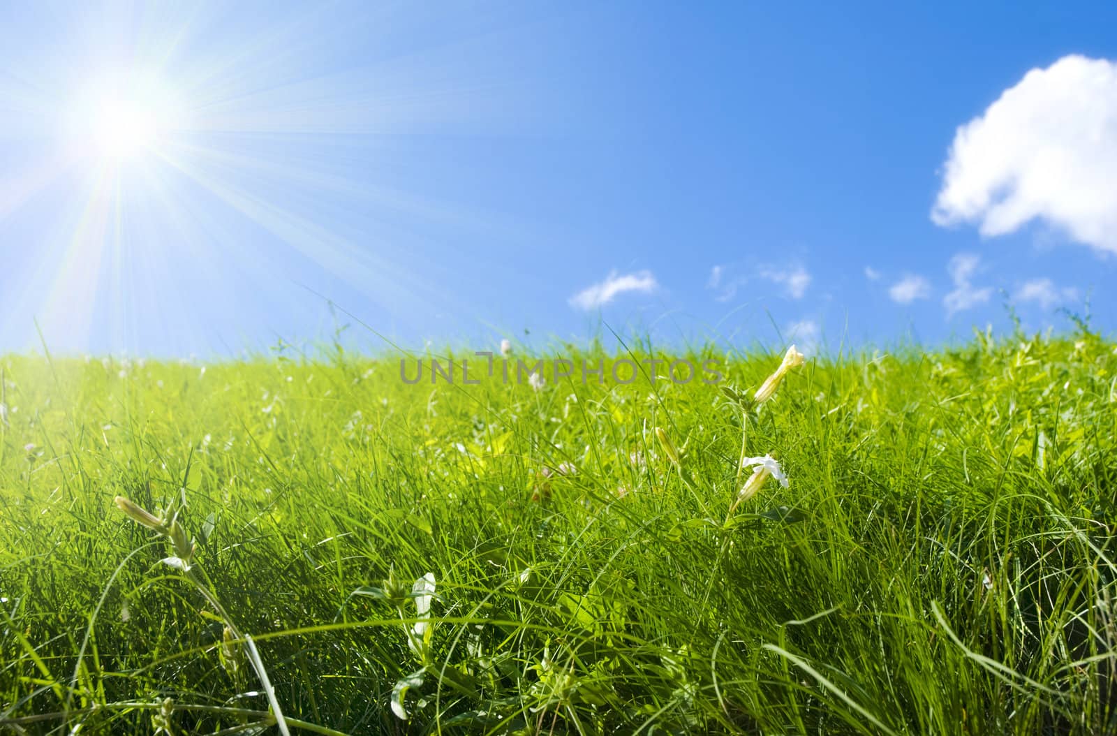 fresh meadow, focus point on nearest grass, special toned and sun light photo f/x