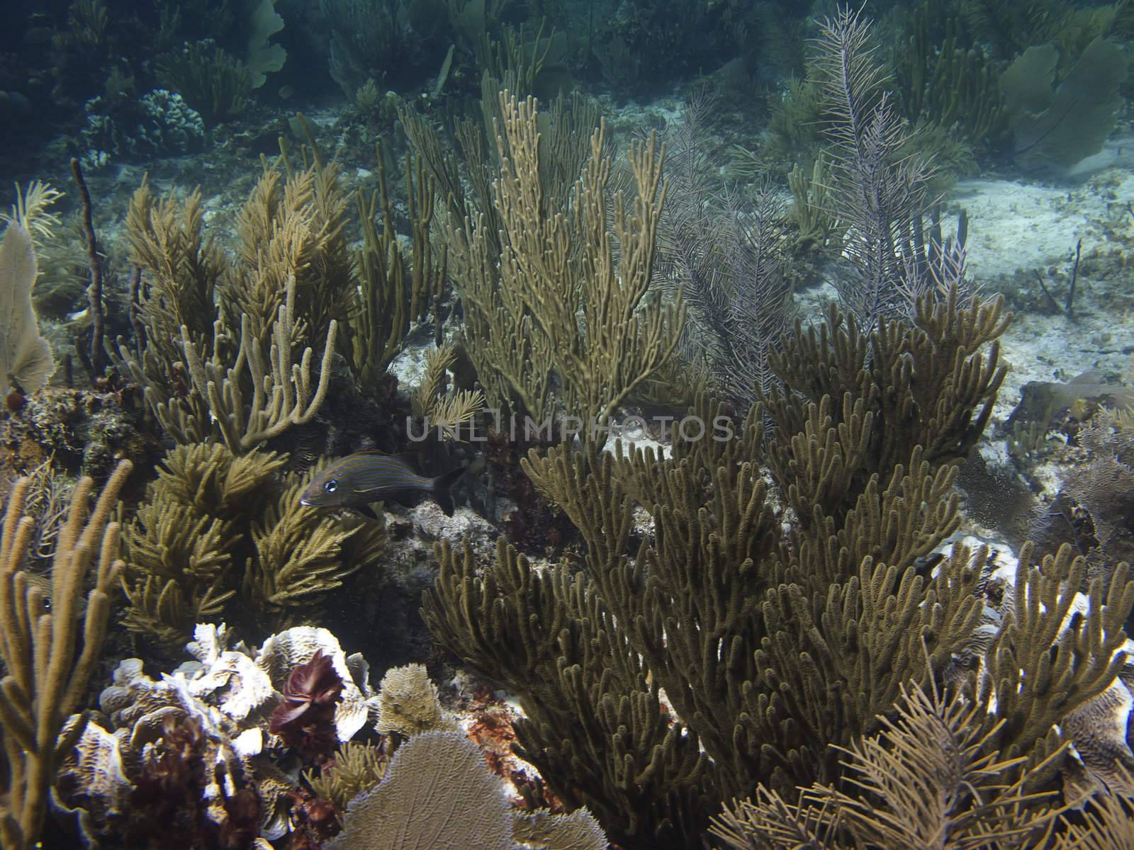 Coral reef, home of a bluestriped grunt
