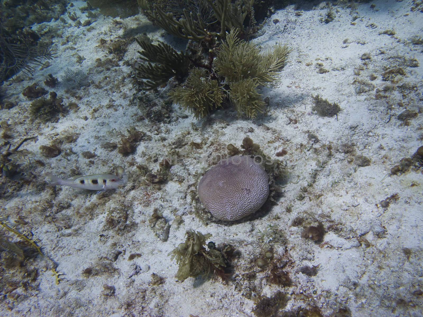 Spotted goatfish feeding at the bottom of the sea
