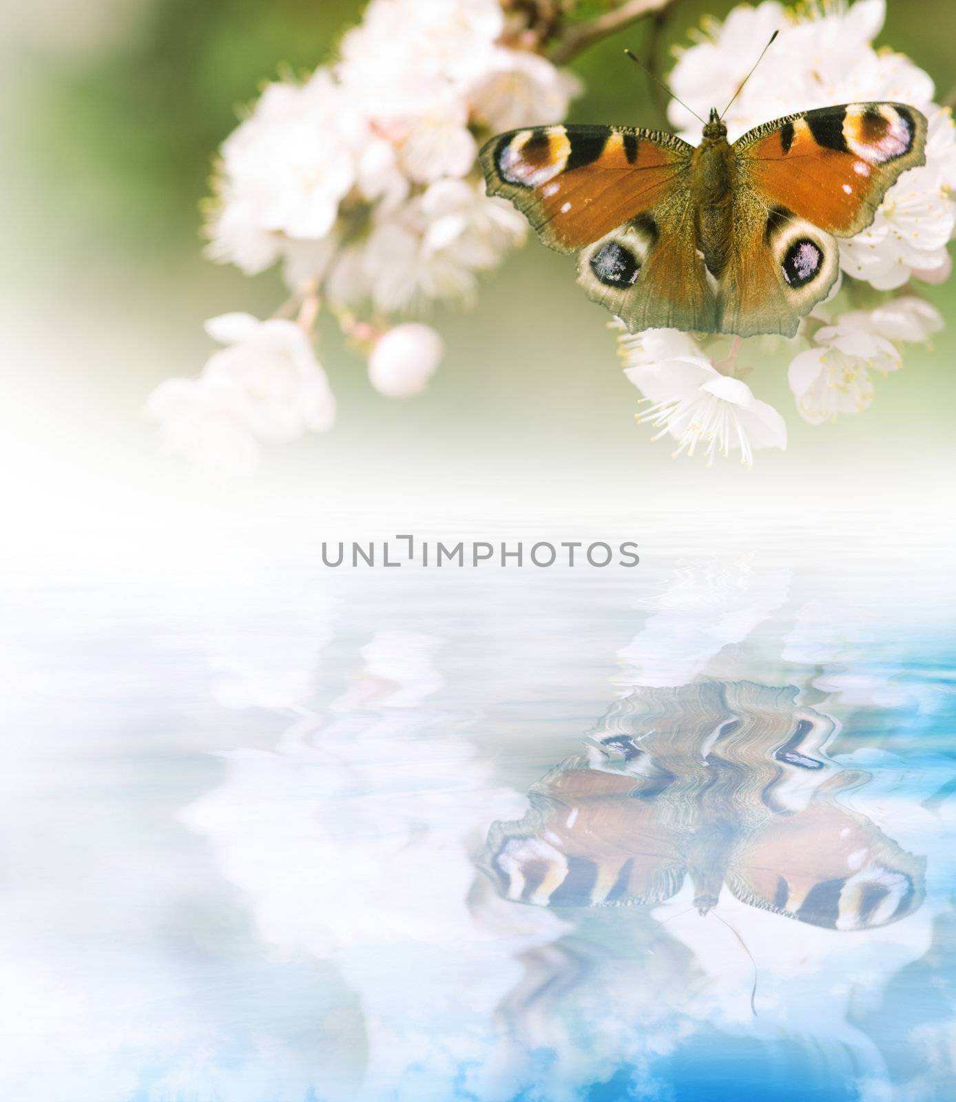 special toned and photo f/x, focus point on butterfly