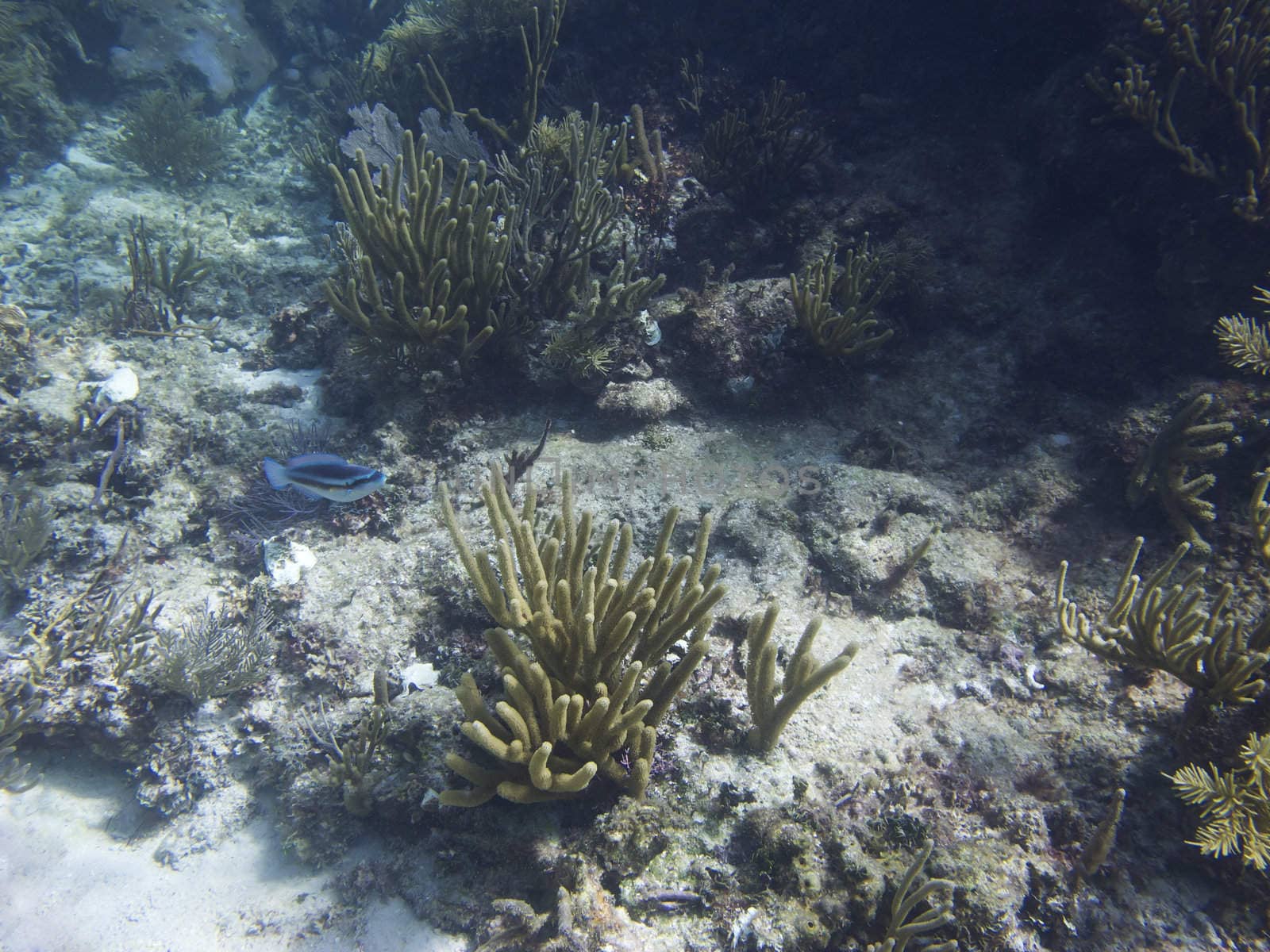 Coral reef home to many species of fish