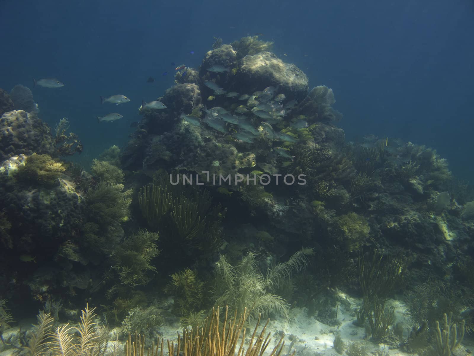 Refuge for school of  bluestriped grunt and french grunt
