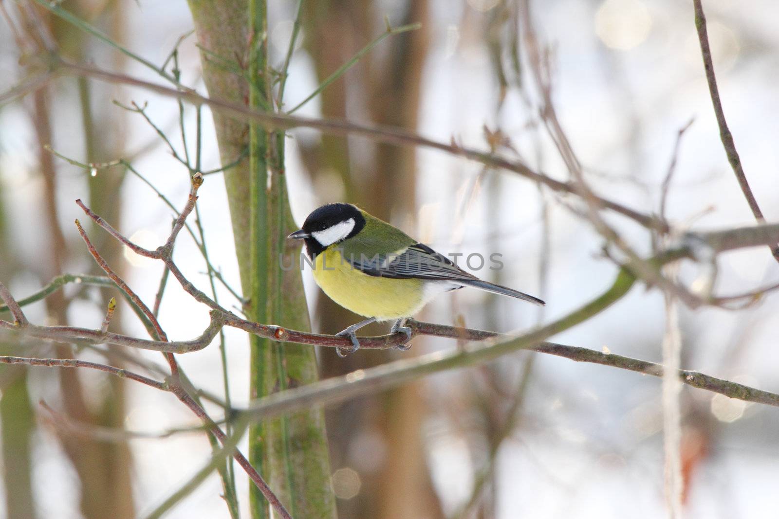 great tit on a twig in winter