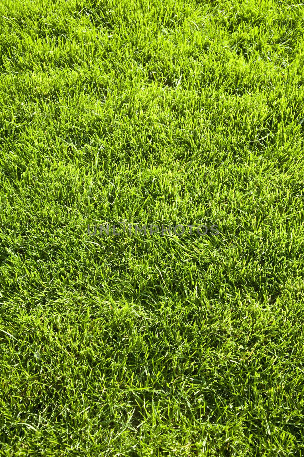 grass by Kuzma
