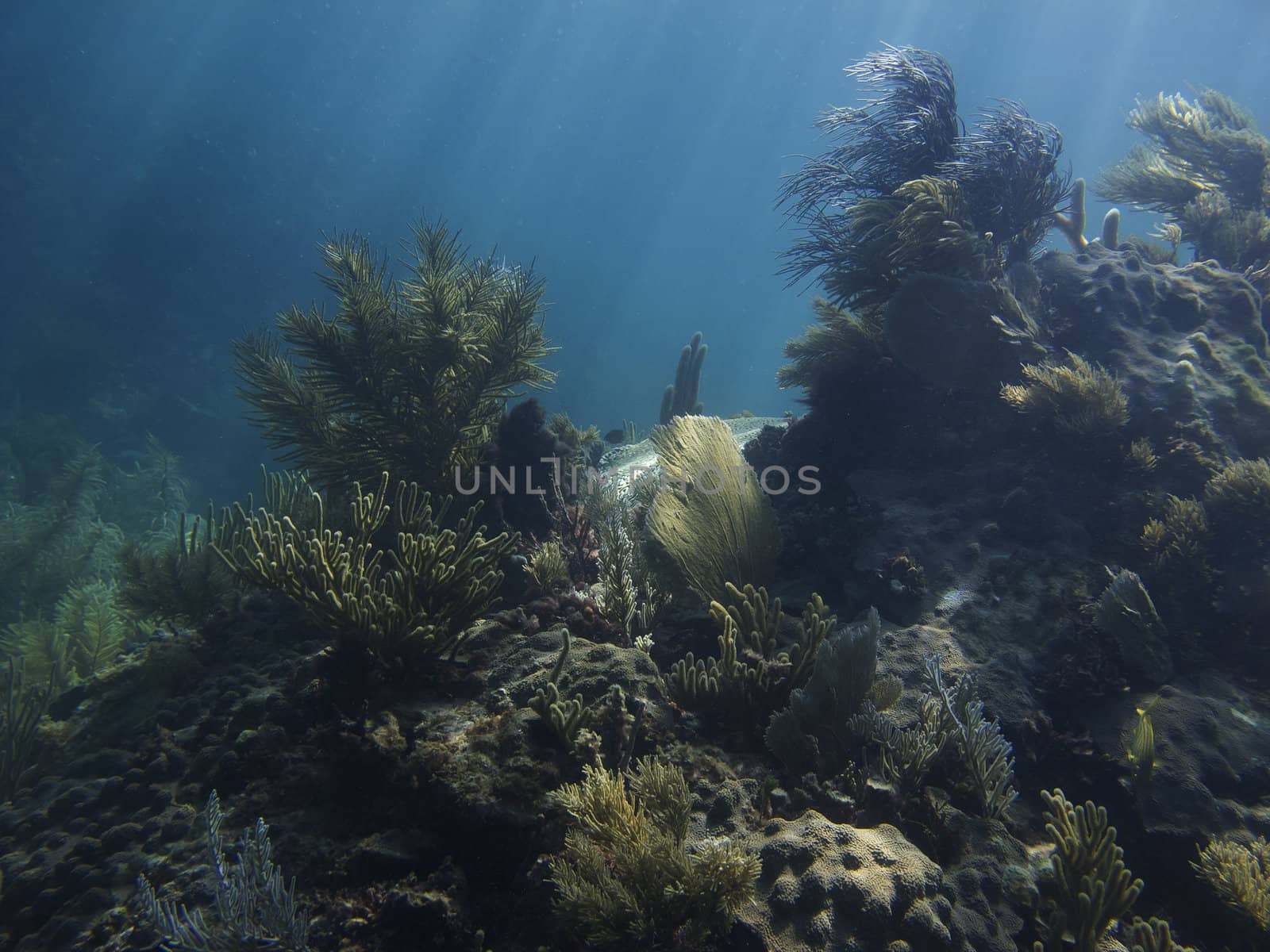 Coral reef under sun rays, great refuge for some fish