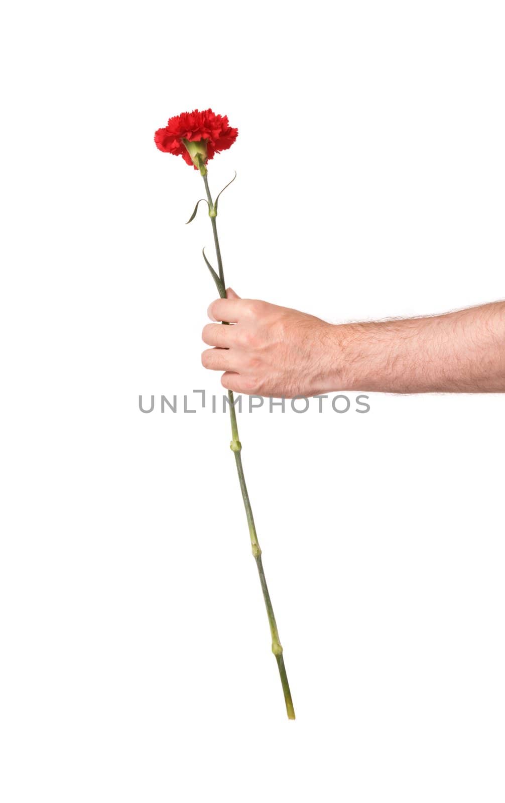 hand with pink isolated on white background