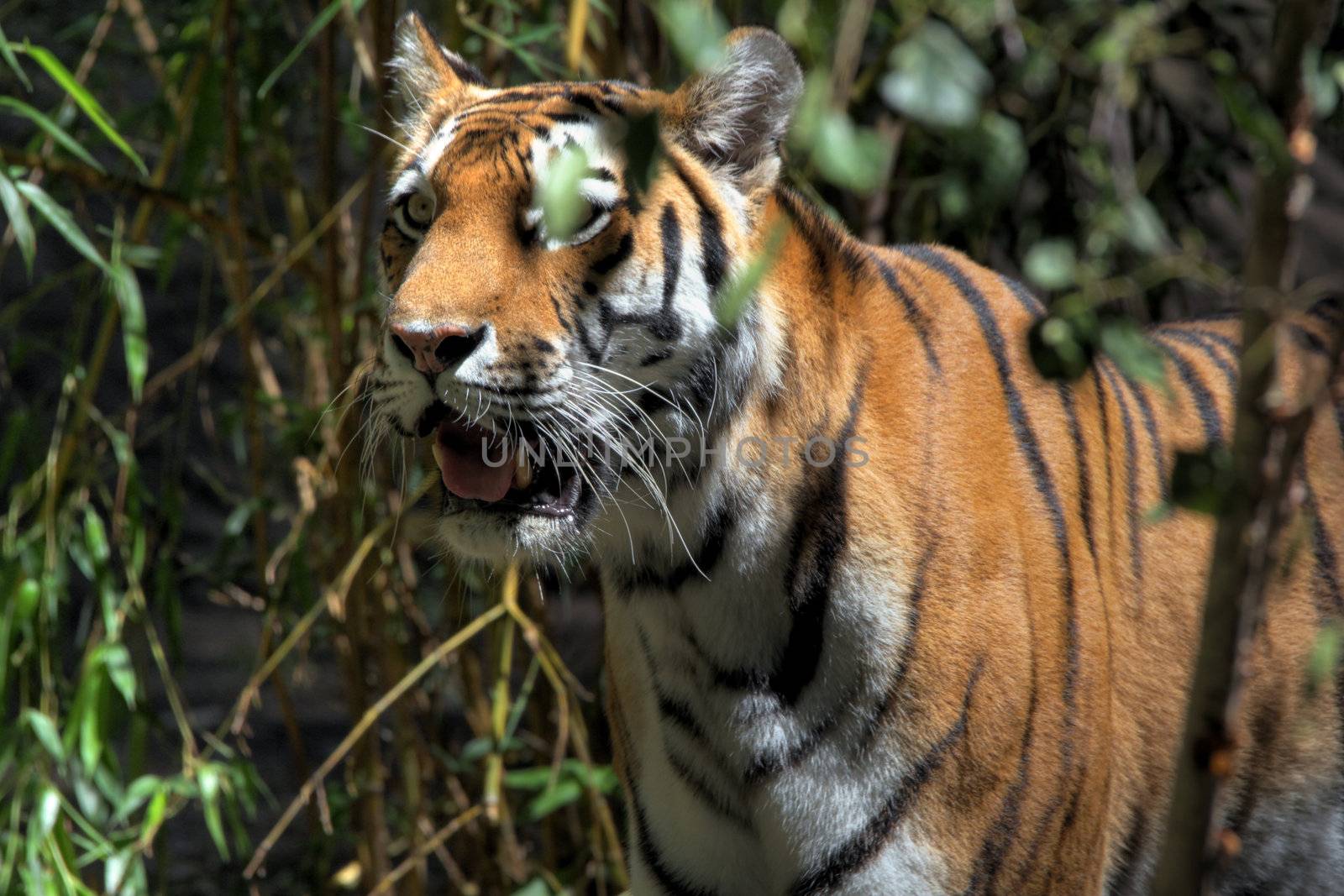 tiger in the sunlight in front of a bamboo thicket