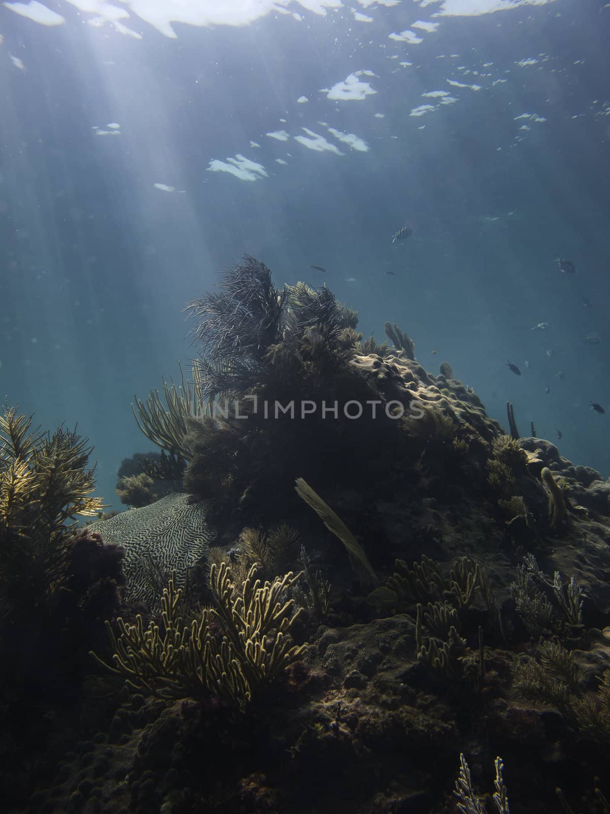 Coral reef under sun rays, great refuge for some fish