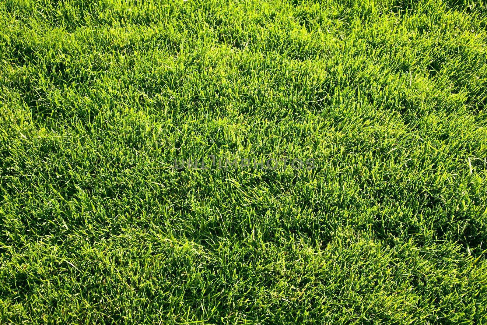 green nature background, focus point on center of photo