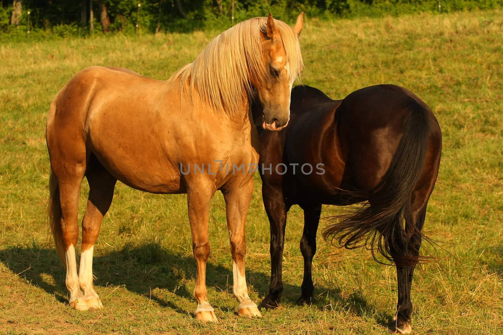 Beautiful Tan Horse in morning sun