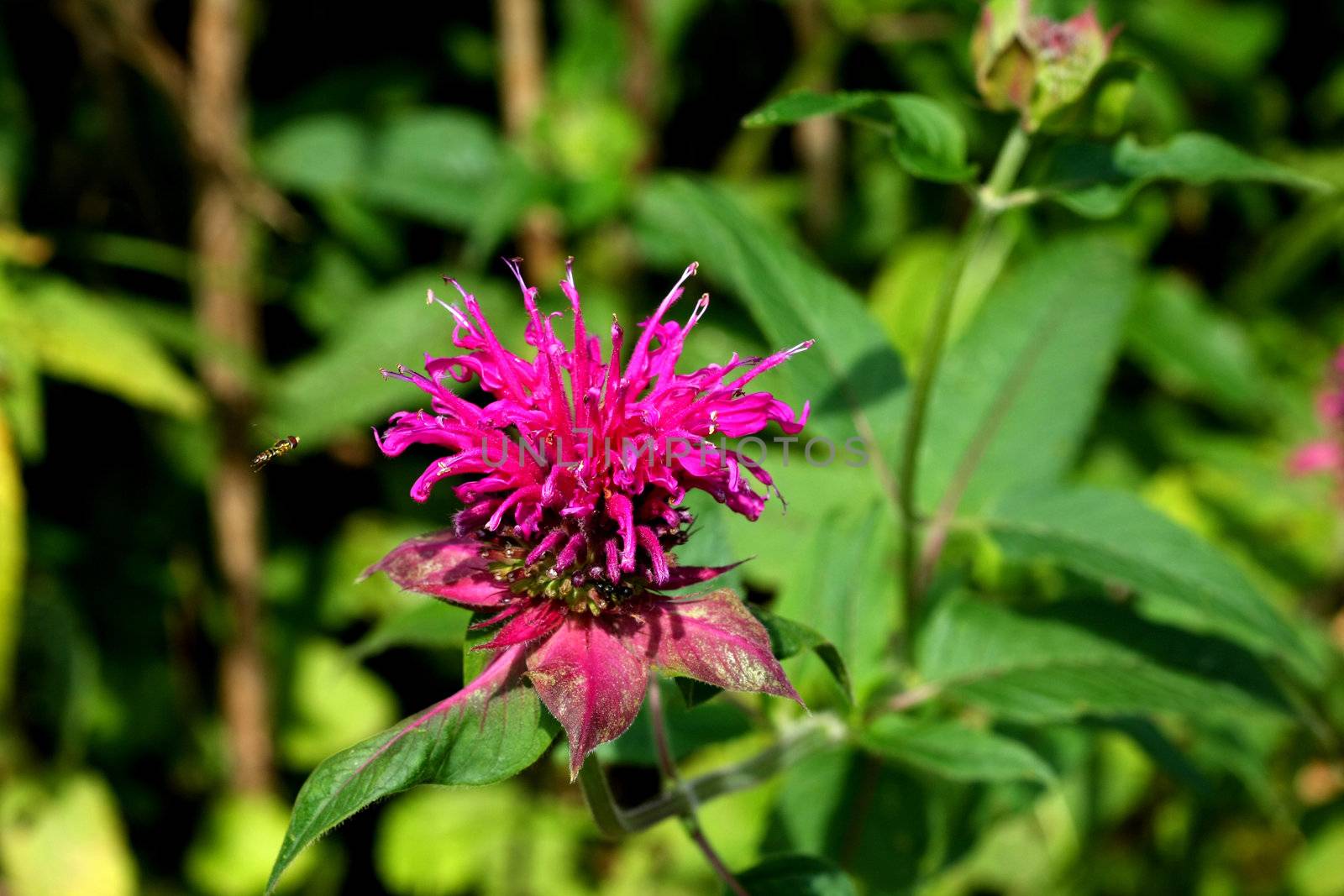 Bergamot Flower Monarda didyma in morning sun