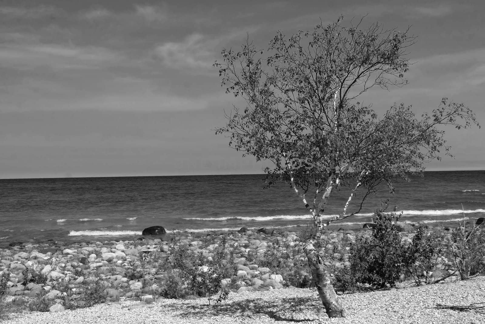 Birch Tree On Edge Of Lake Huron Black & White