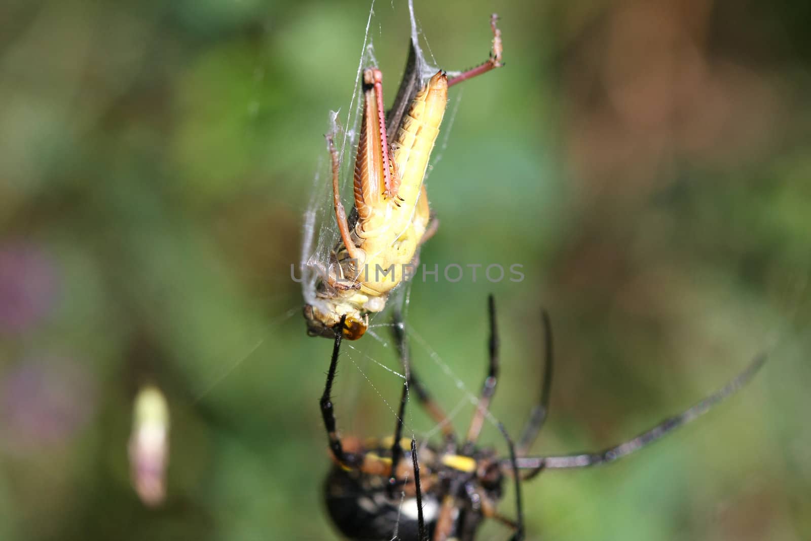 Black & Yellow Garden Spider Argiope aurantia female with prey