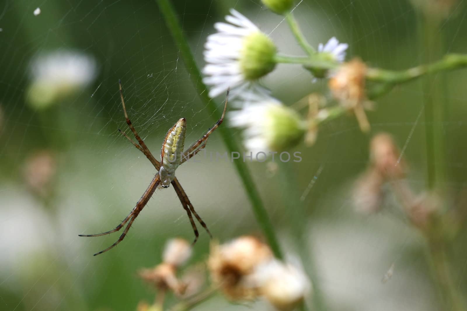 Black & Yellow Garden Spider Male Argiope aurantia in web