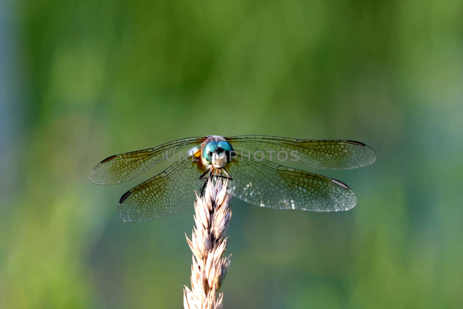 Blue Dasher Dragonfly Pachydiplax longipennis