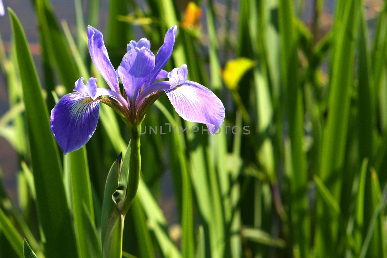 Blue Flag Iris Flower In Morning Sun