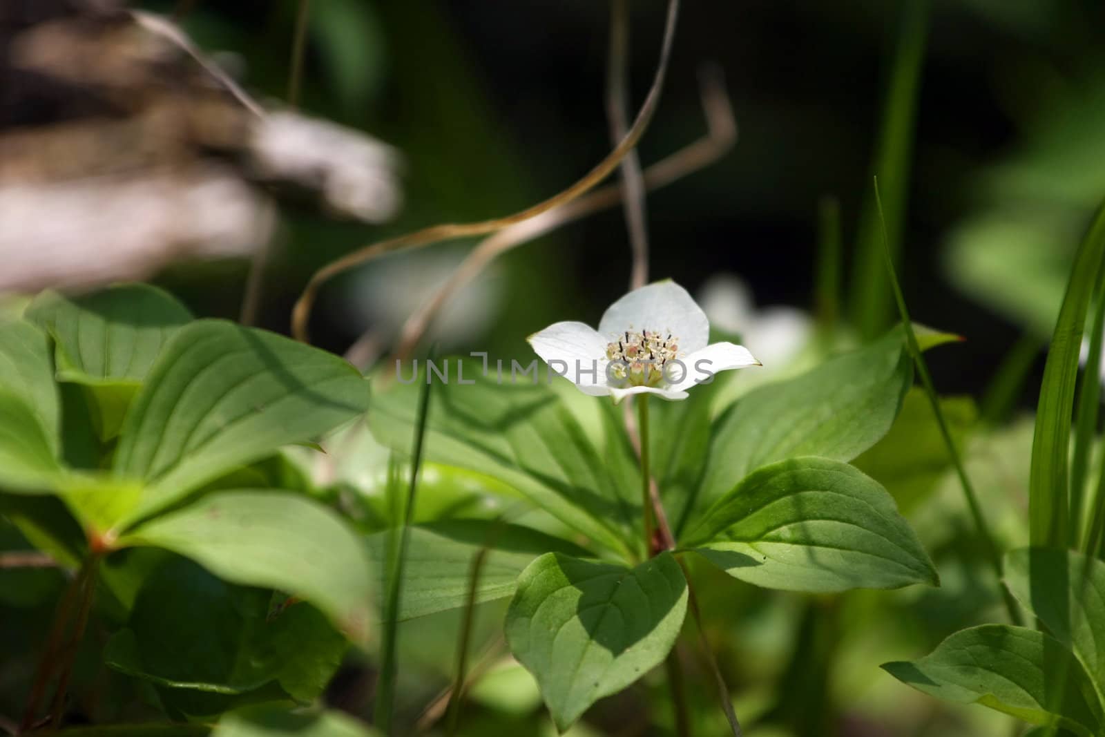 Bunchberry Flower Cornus canadensis