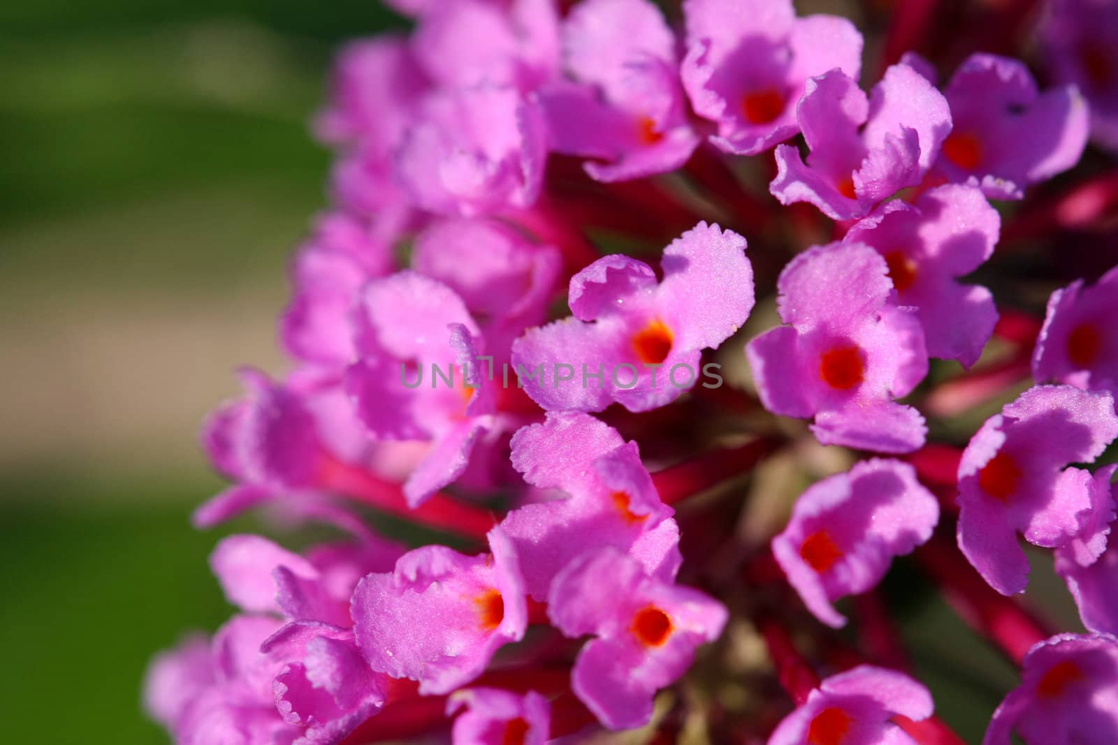Butterfly Bush Flower Buddleja davidii close-up