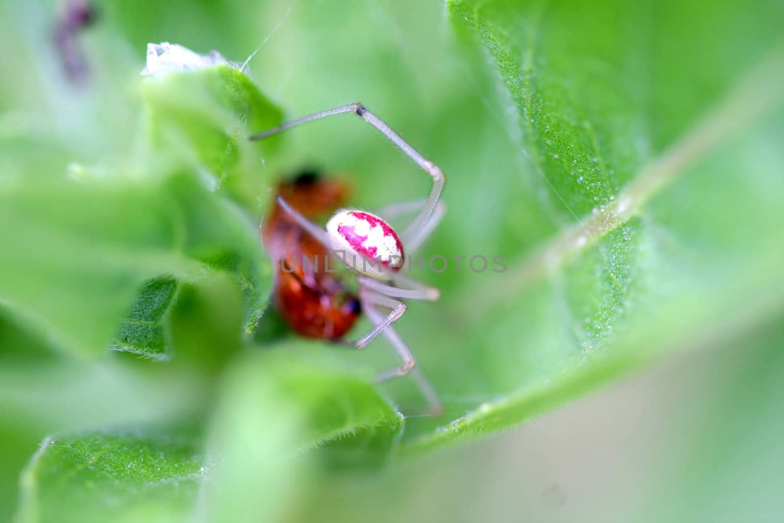 Candy-stripe Spider Enoplognatha ovata with prey