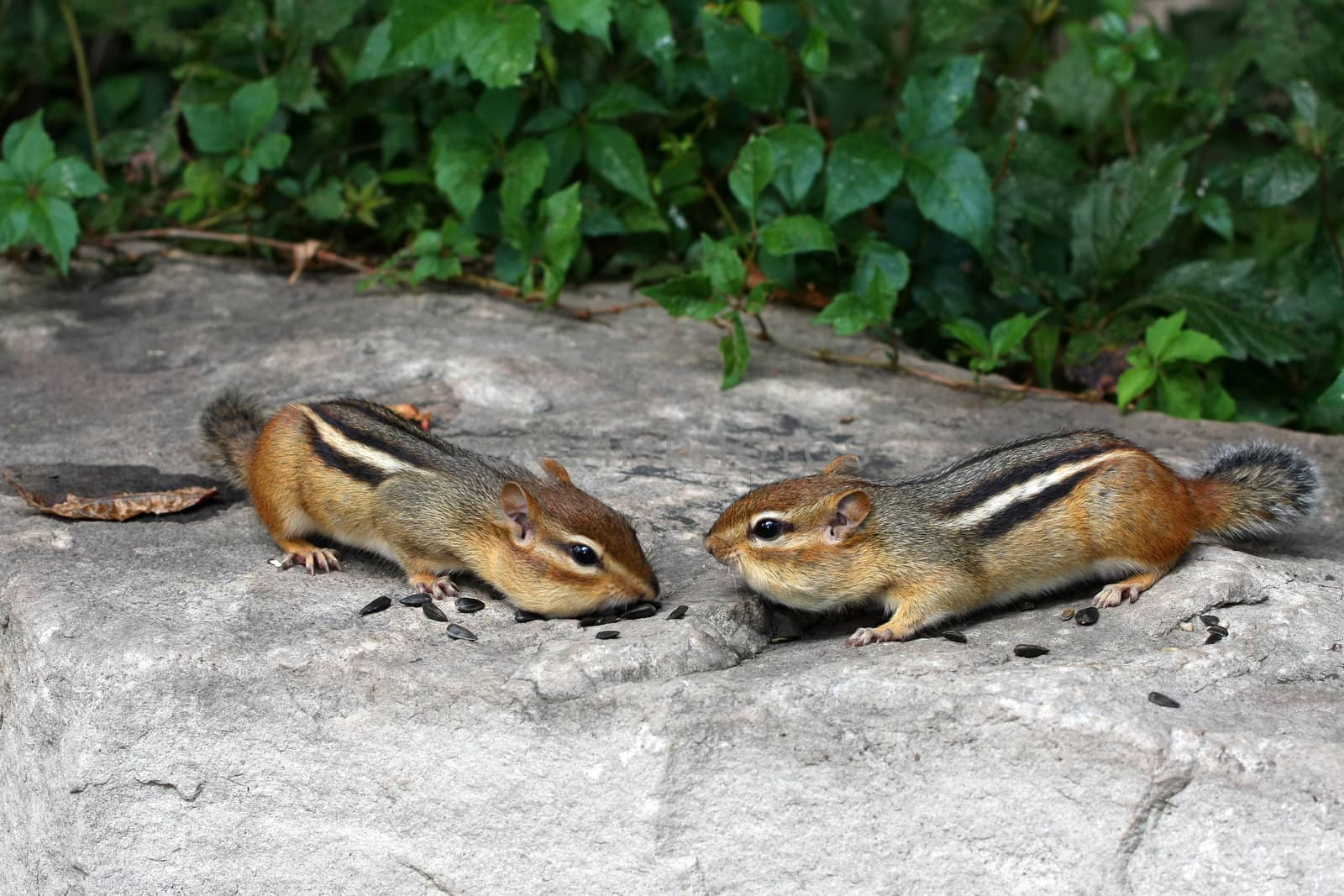 Eastern Chipmunks nose to nose feeding on seeds on rock