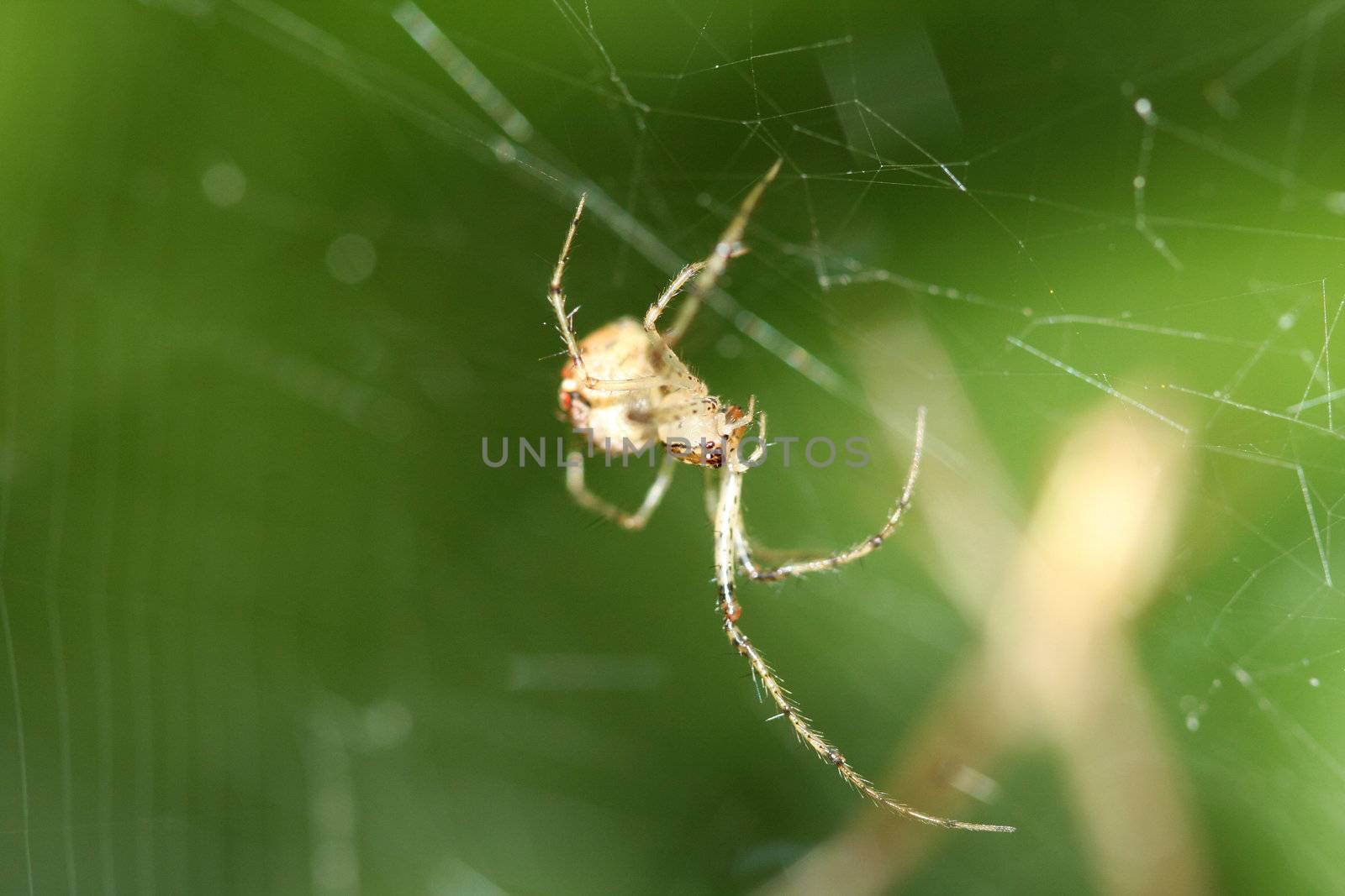 Cob Web Spider in web