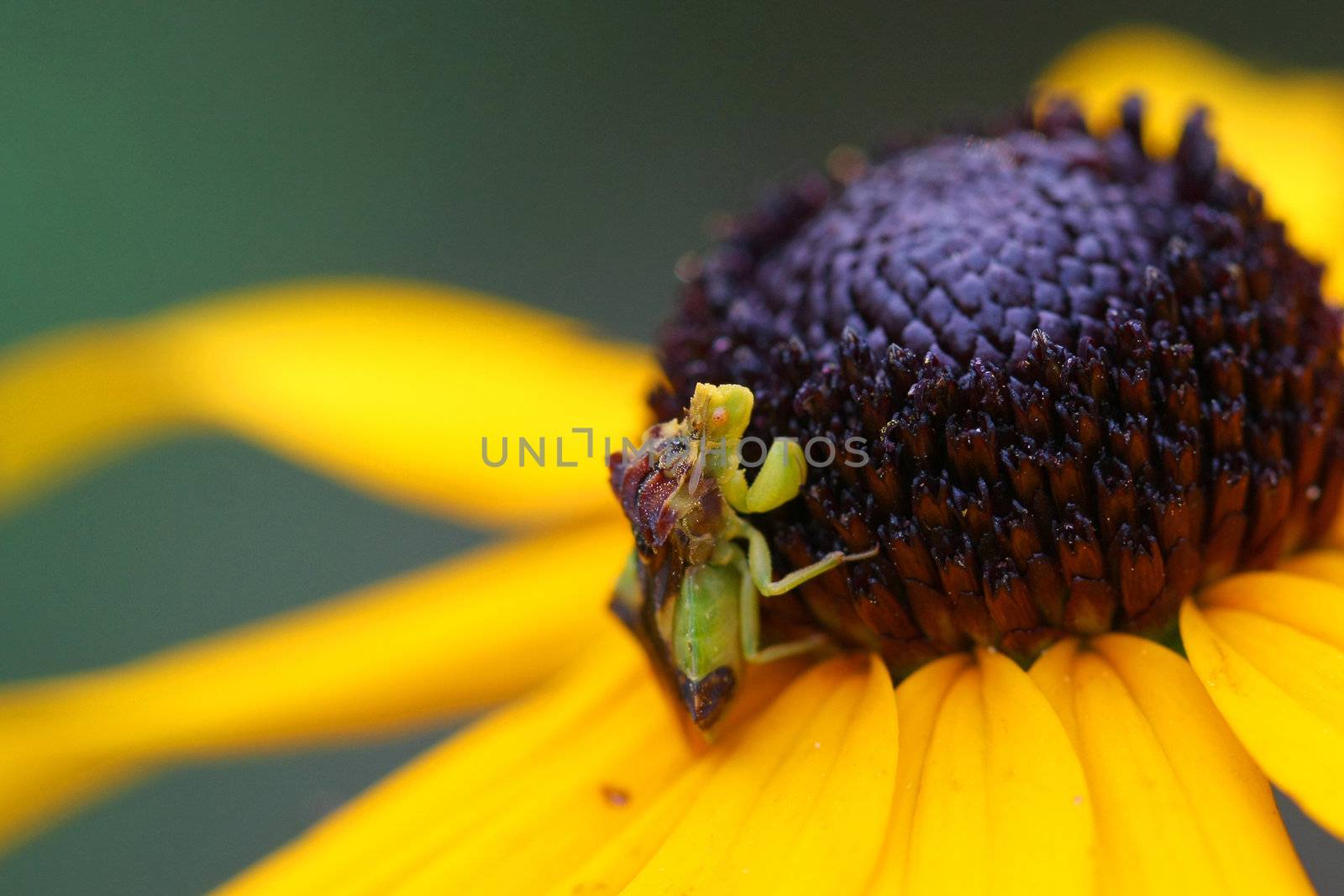 Ambush Bug Phymatinae on black-eyed susan flower